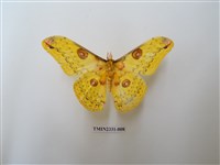 藏品(黃豹天蠶蛾)的圖片